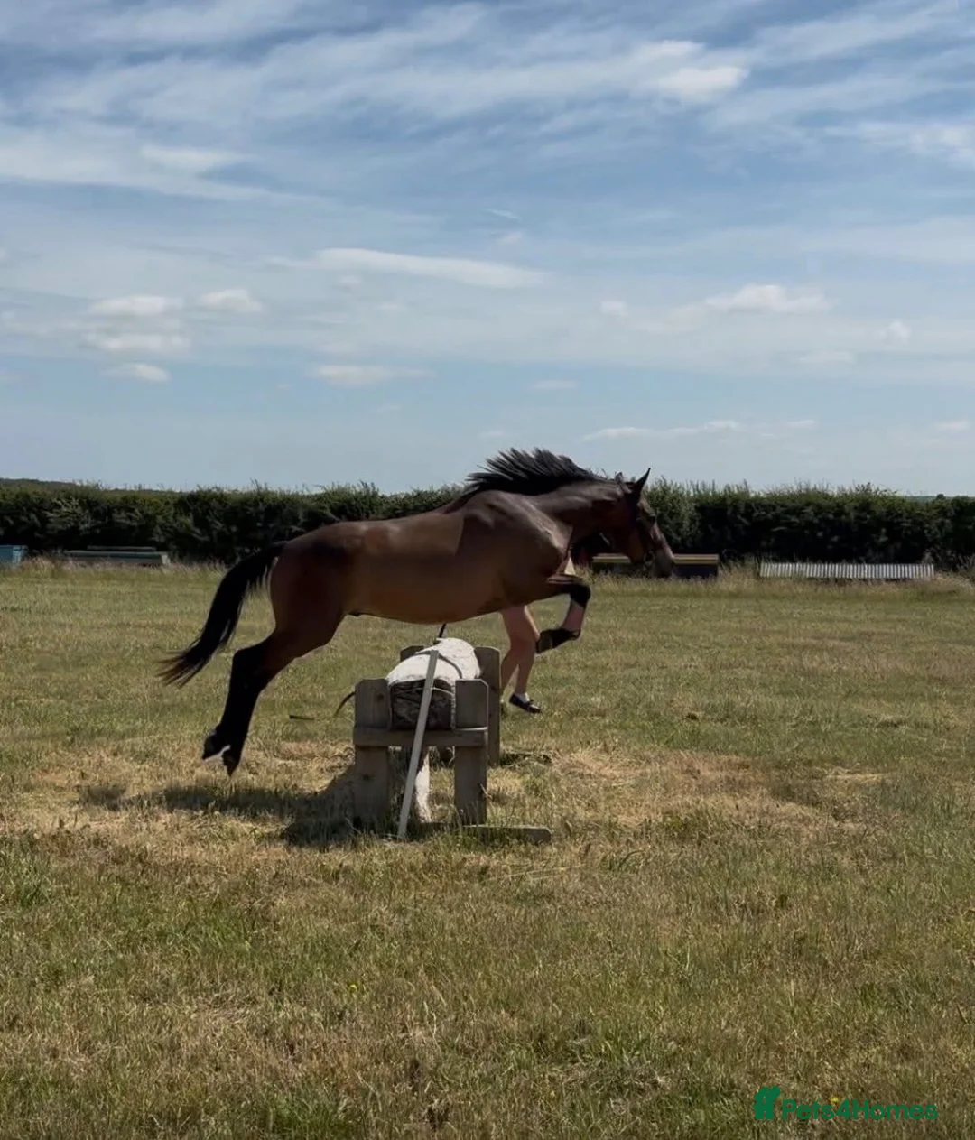 New Forest horses for sale: Beautiful Project horse - Advert 1