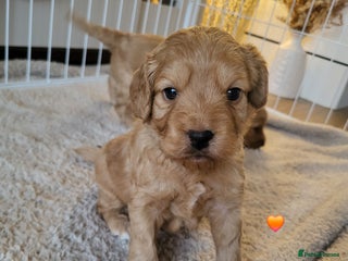 Cockapoo dogs 1 F1B MALE LOOKING FOR HIS FOREVER HOME 🐾 - Advert 8