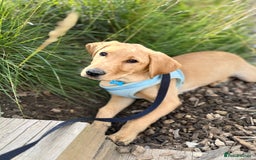 Labrador Retriever dogs for sale: Gorgeous Fox Red Labrador boy - Image 3