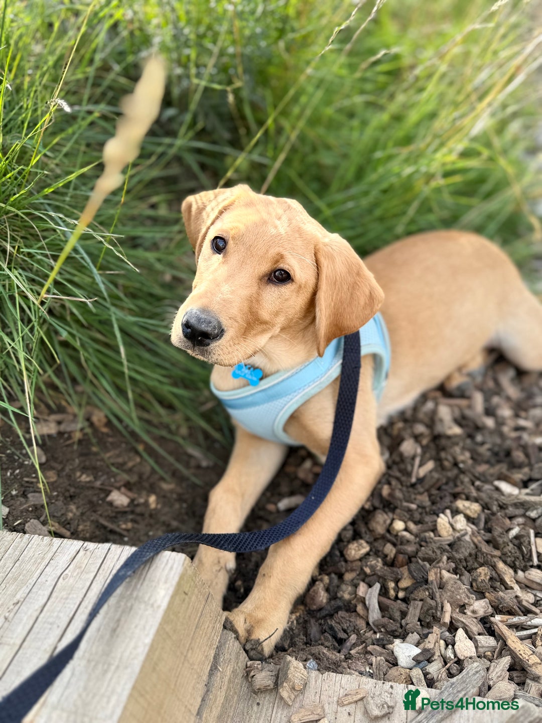 Labrador Retriever dogs for sale: Gorgeous Fox Red Labrador boy - Image 3