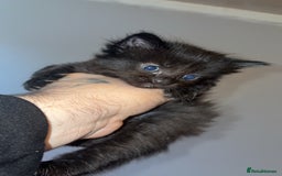 Mixed Breed cats for sale: Kittens for sale  - Image 5