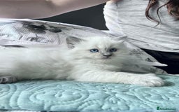 Ragdoll cats for sale: Beautiful Ragdoll Kittens - Image 8