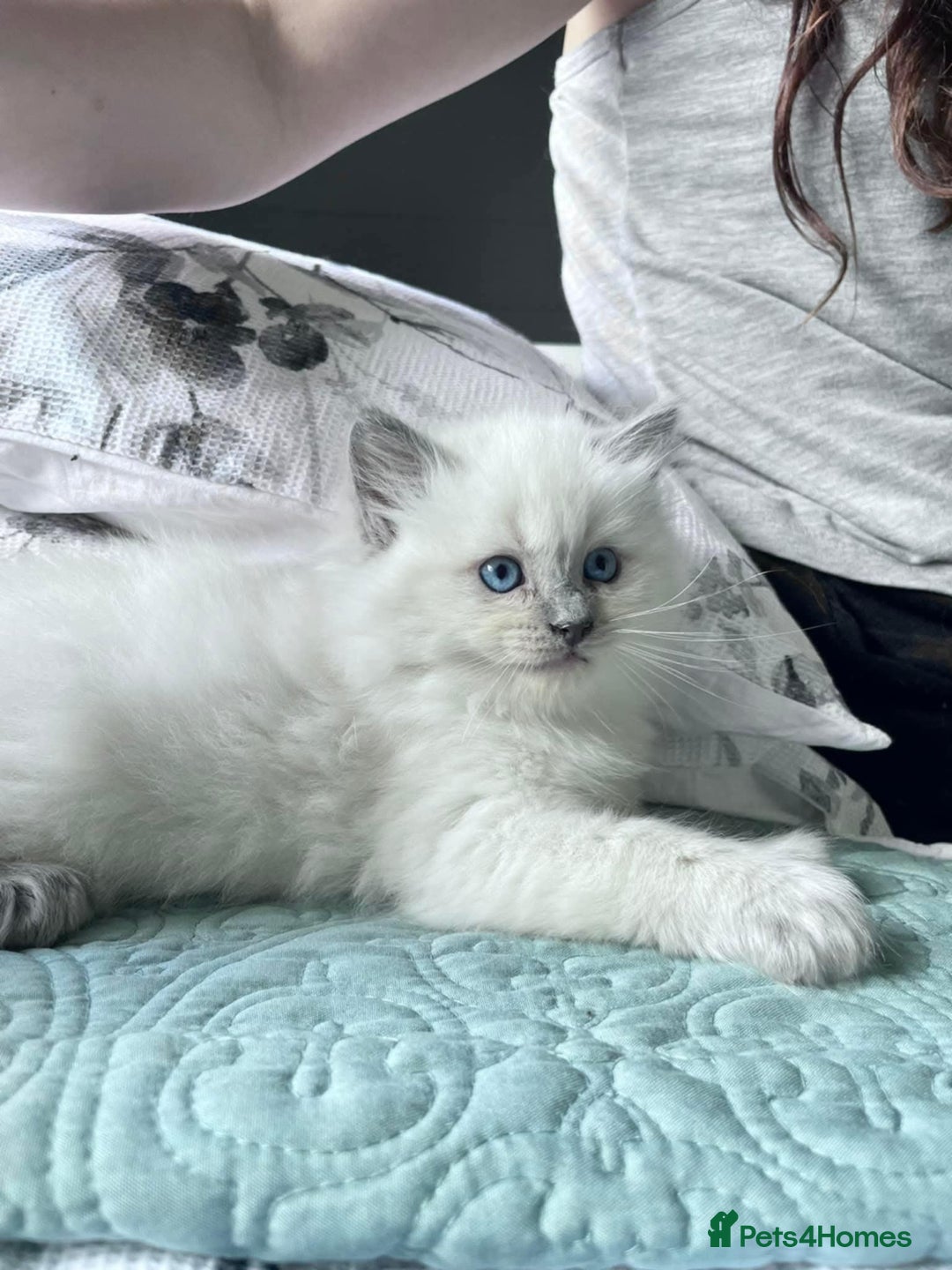 Ragdoll cats for sale: Beautiful Ragdoll Kittens - Image 8
