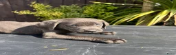 Labrador Retriever dogs for sale: ghost’s beautiful dozen - Advert 39