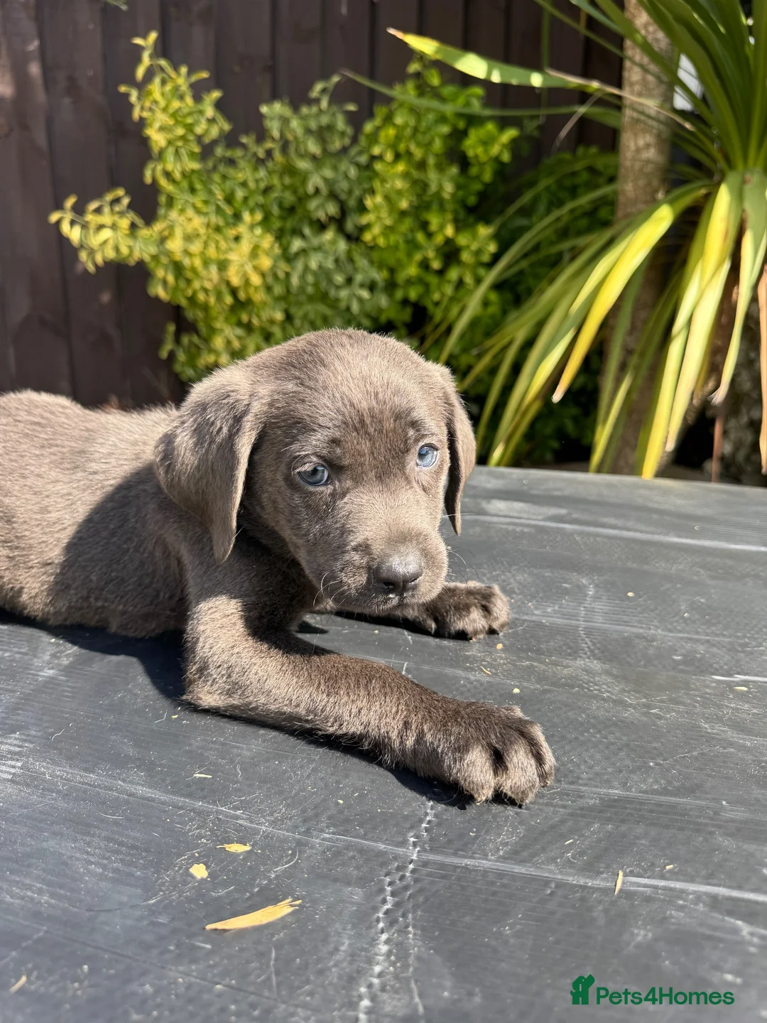 Labrador Retriever dogs for sale: ghost’s beautiful dozen - Advert 39