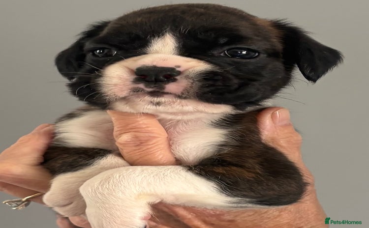 Boxer dogs - Advert 1