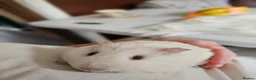 Guinea Pig rodents for sale: 🐹 Female Guinea Pigs Looking for Forever Homes 🐹 - Advert 2