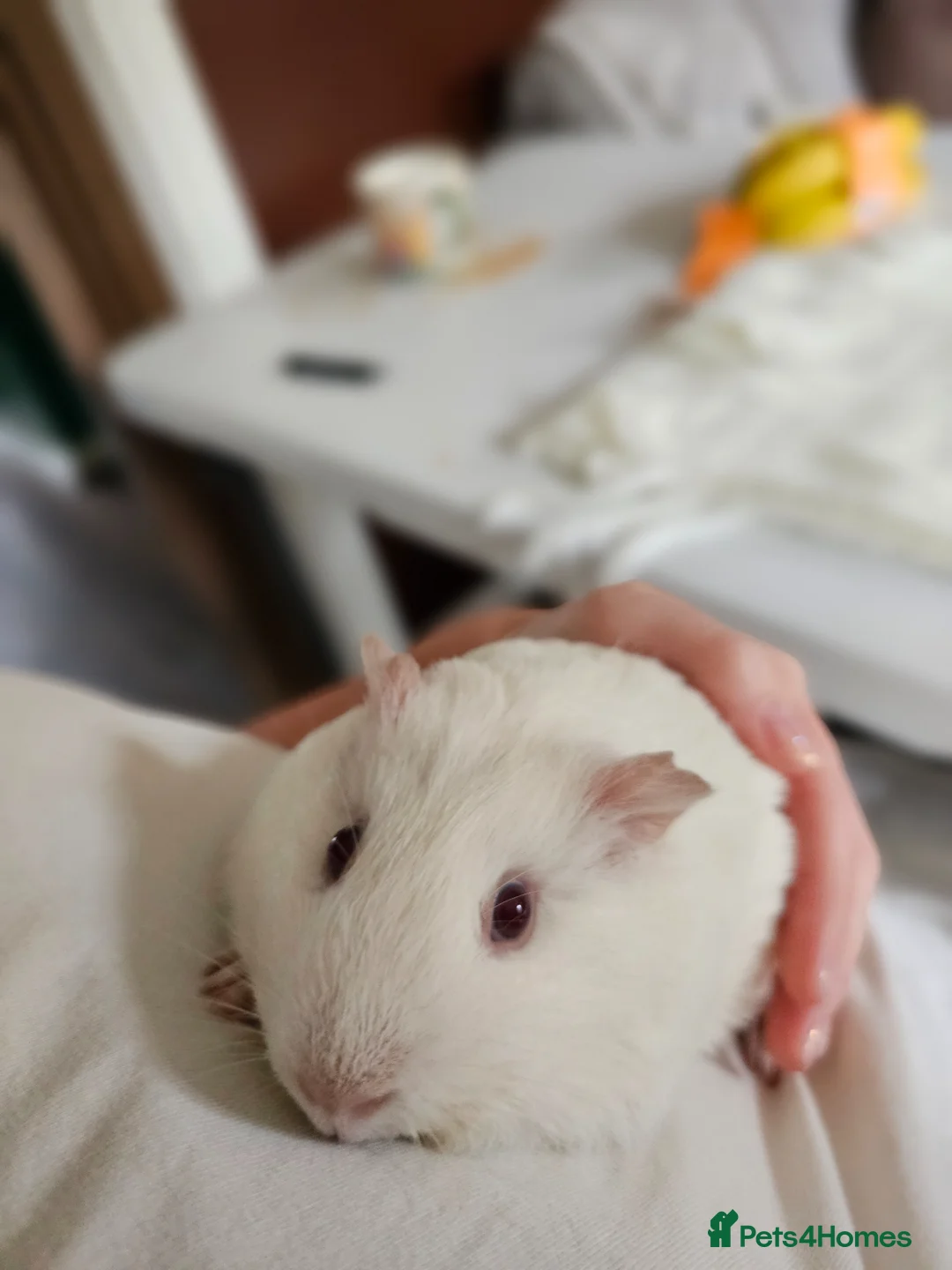 Guinea Pig rodents for sale: 🐹 Female Guinea Pigs Looking for Forever Homes 🐹 - Advert 2