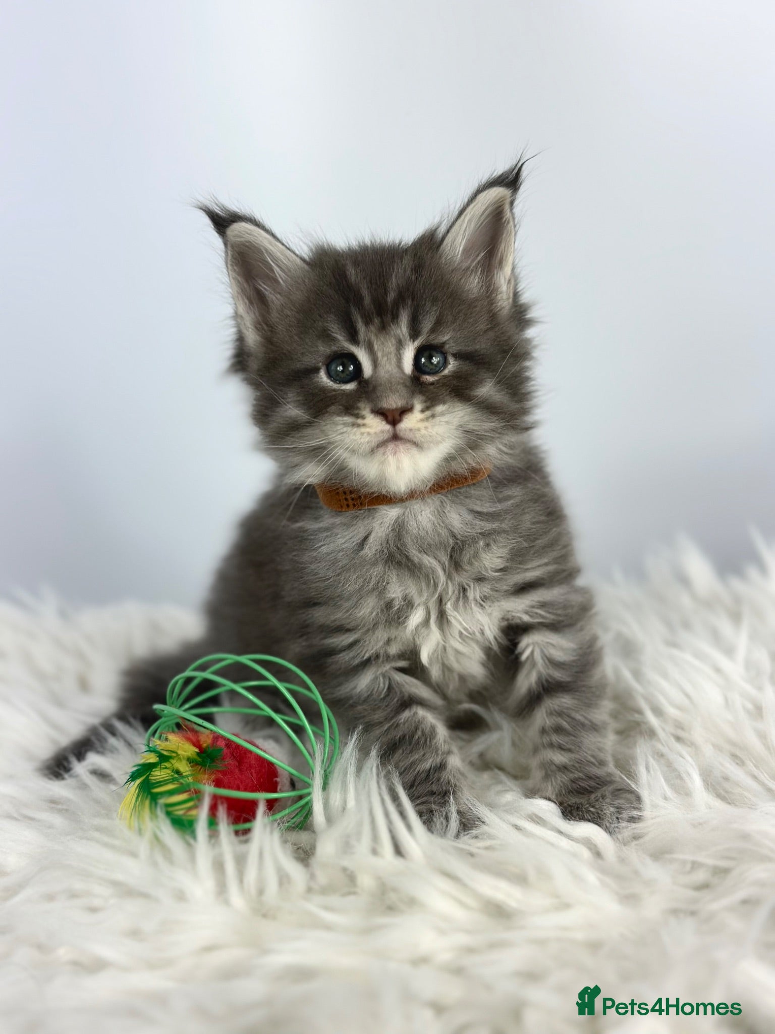Maine Coon cats ✨7 Gorgeous Pure Breed Maine Coon Kittens✨ - Advert 2