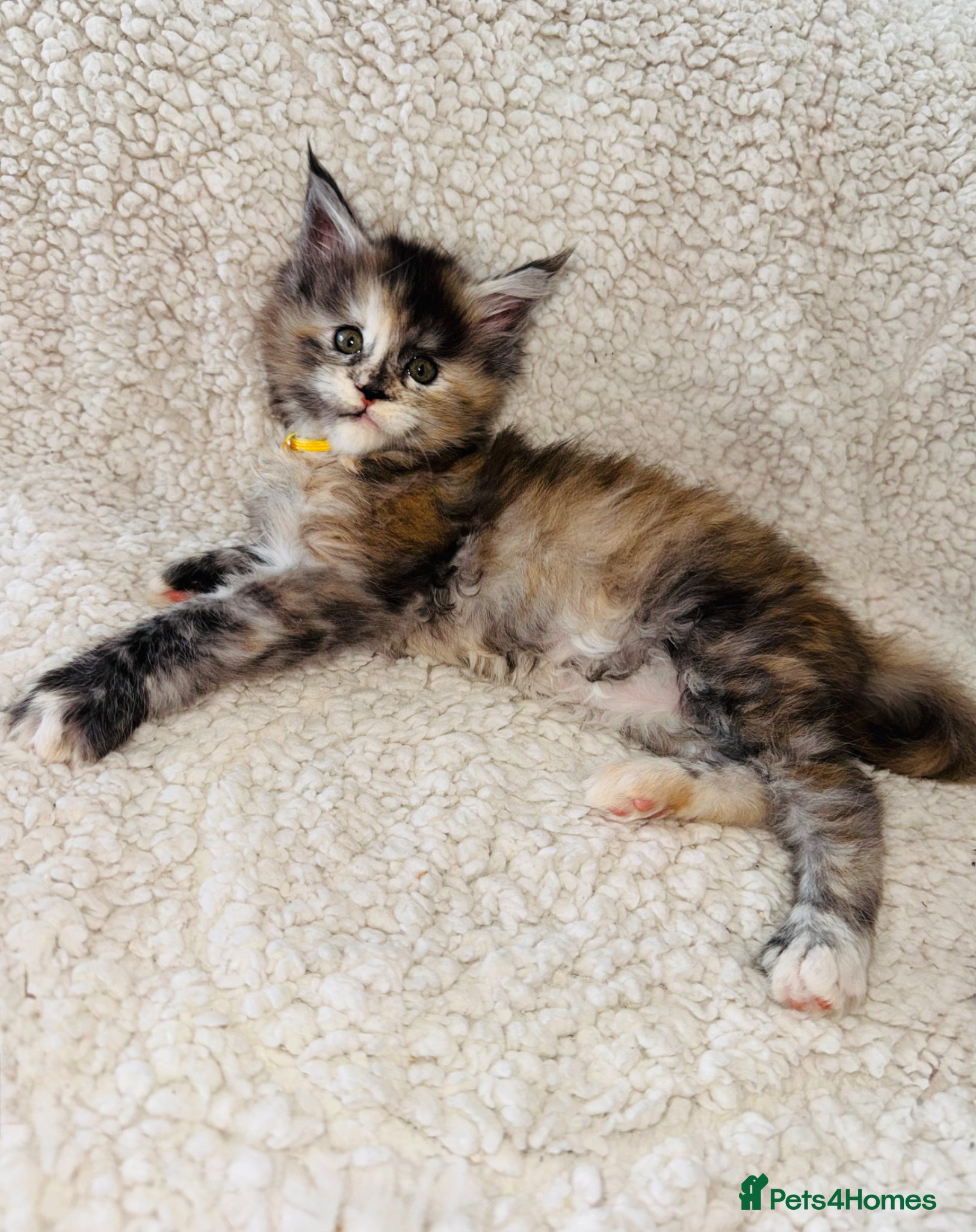 Maine Coon cats Maine coon kittens 5 ⭐ homes only  - Advert 12