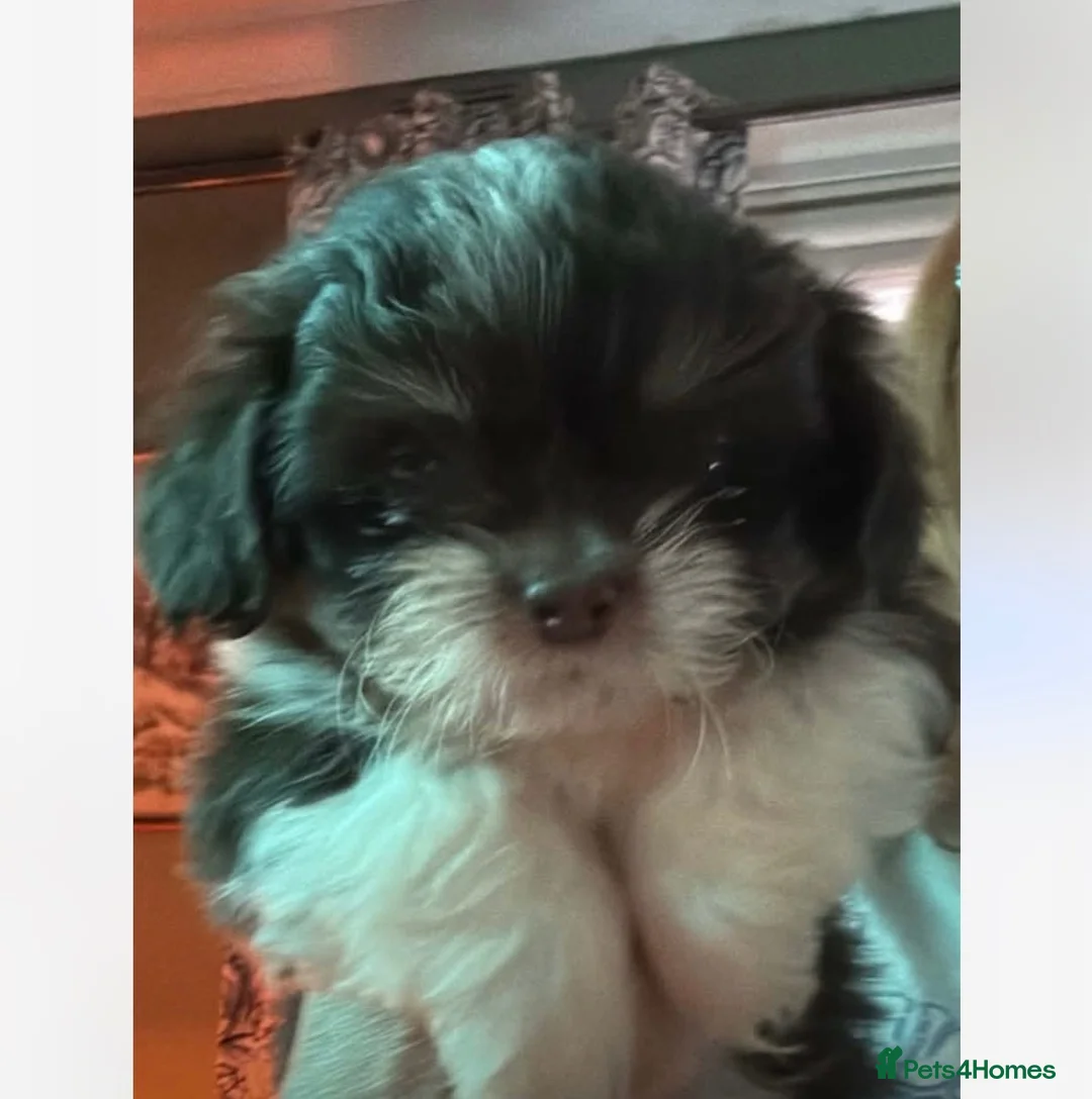 Shih Tzu dogs for sale: Imperial shihtzu  - Advert 2
