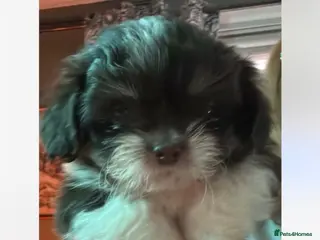 Shih Tzu dogs Imperial shihtzu - Advert 3