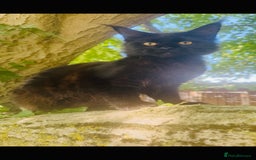 Maine Coon cats for sale: Stunning Pure Breed Maine Coon Kittens in Norwich - Image 13