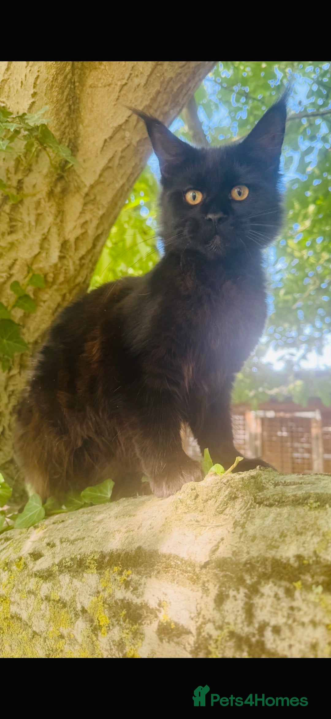 Maine Coon cats for sale: Stunning Pure Breed Maine Coon Kittens in Norwich - Image 13