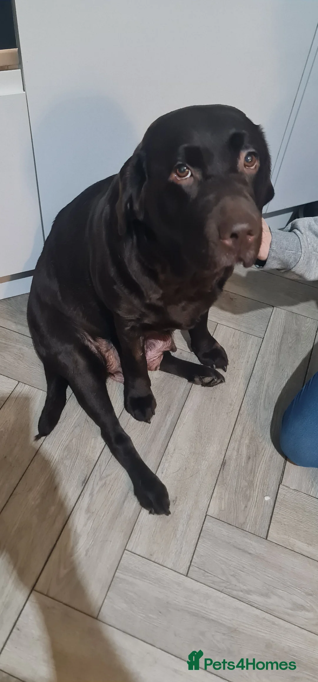 Labrador Retriever dogs for sale: Labrador Puppies  - Advert 12