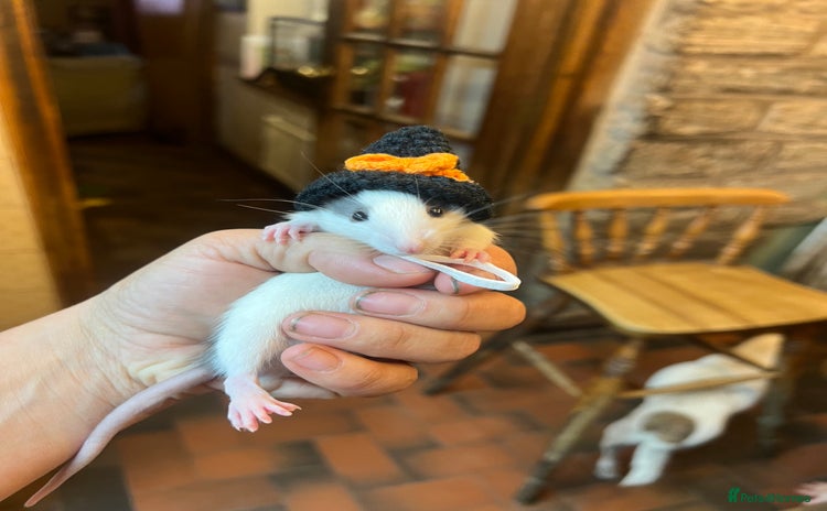 Rat rodents - Advert 1