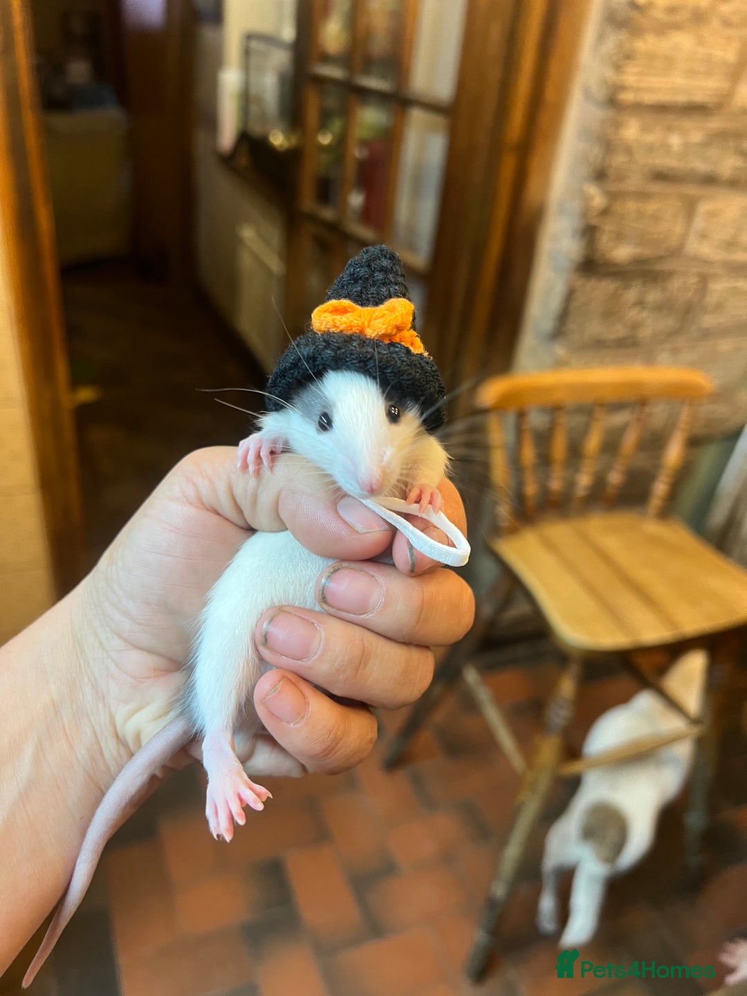 Rat rodents for sale: Dumbo x fancy rats  - Image 1