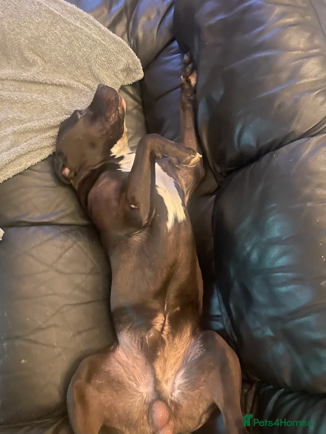 Mixed Breed dogs for stud: Looking for a female dog - Advert 11