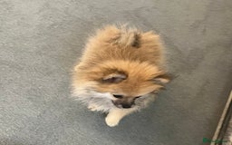 Pomeranian dogs for sale: Pomeranian  puppies  - Image 9