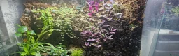 Skink reptiles for sale: Male and female pair of red eyed crocodile skinks - Advert 5