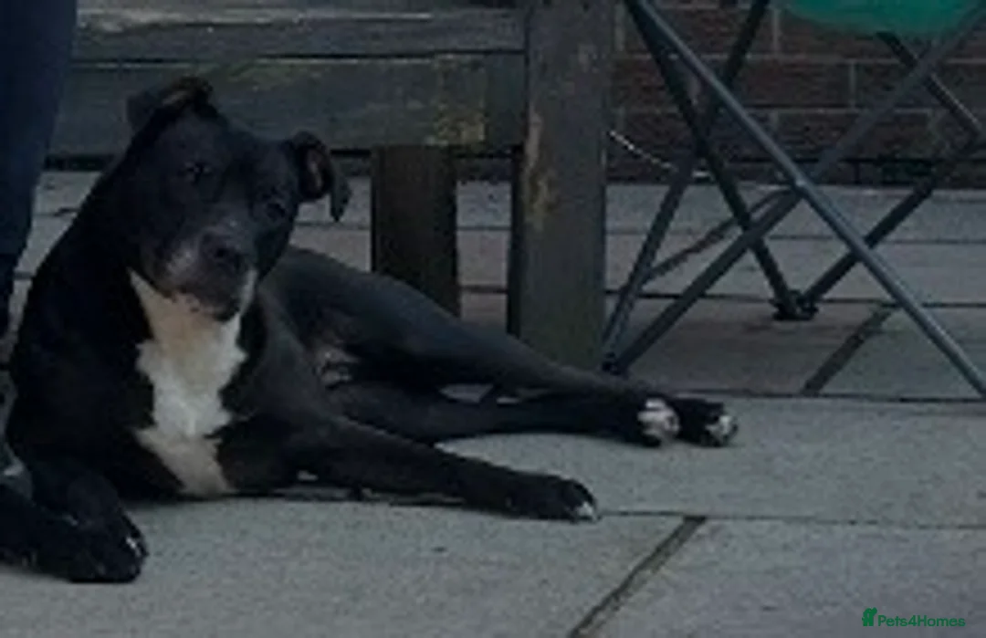 Mixed Breed dogs for sale: Lunaa in Salford - Advert 2
