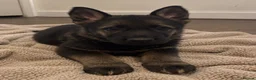 German Shepherd dogs for sale: German Shepherd Pups 🐶 in Birmingham - Advert 6