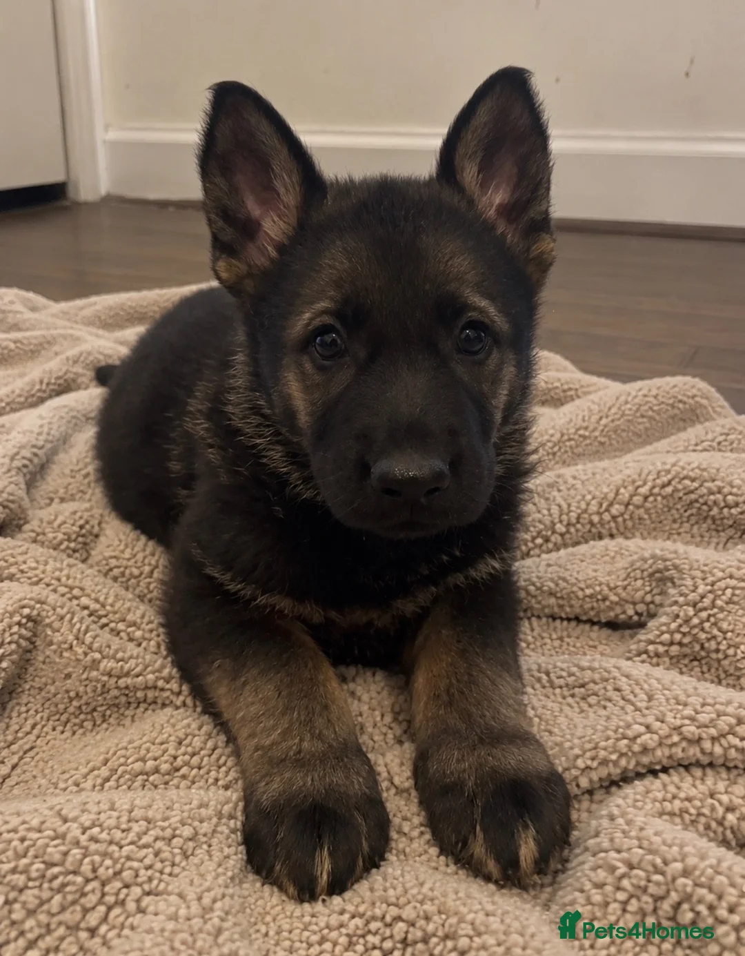 German Shepherd dogs for sale: German Shepherd Pups 🐶 in Birmingham - Advert 6