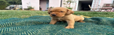 Boy Labrador Retriever 1