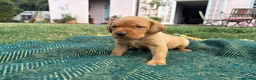 Labrador Retriever dogs for sale: Gorgeous Fox Red Labrador Puppies - KC Reg. - Advert 17
