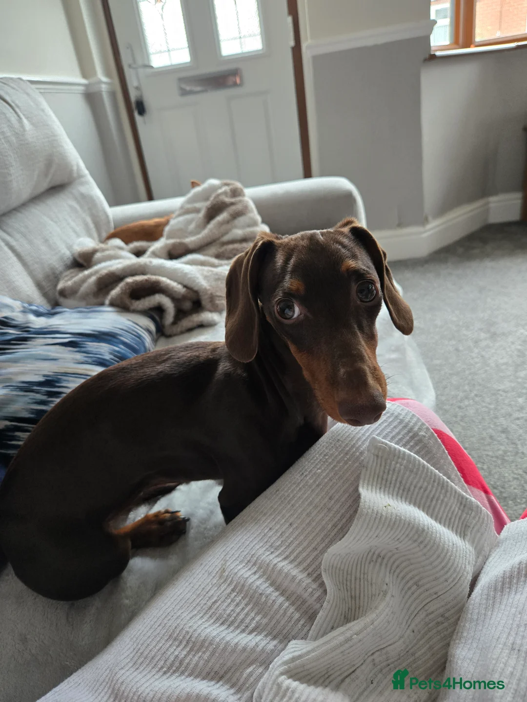 Dachshund dogs for sale: Lilly miniature dachshund  in Mexborough - Advert 3