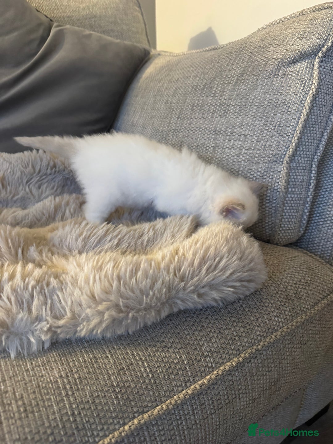 Ragdoll cats for sale: Absolutely Stunning litter of pure Ragdoll kittens - Advert 20