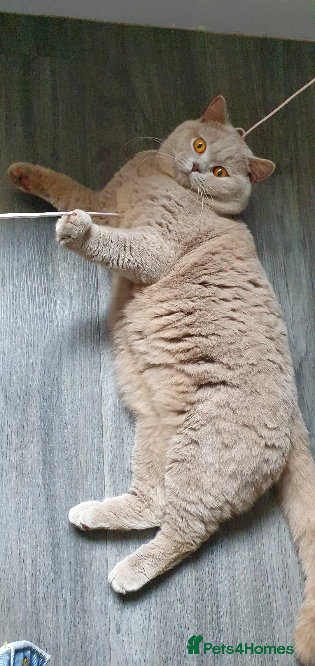 British Shorthair cats for stud: GCCF Grand Champion British shorthair stud in Wolverhampton - Advert 9