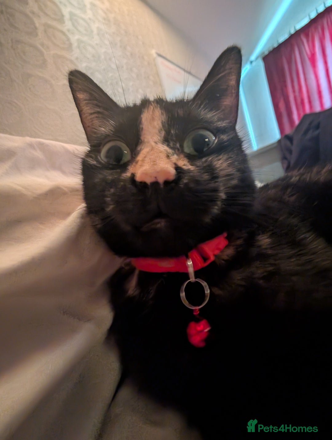 Mixed Breed cats for sale: Jet Black Tabby Kittens & Stunning Tortie Girl  - Advert 3