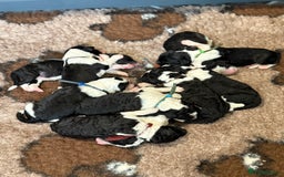 Sheepadoodle dogs for sale: Lovely Litter of F1 Sheepadoodles 5⭐️ license  - Image 3