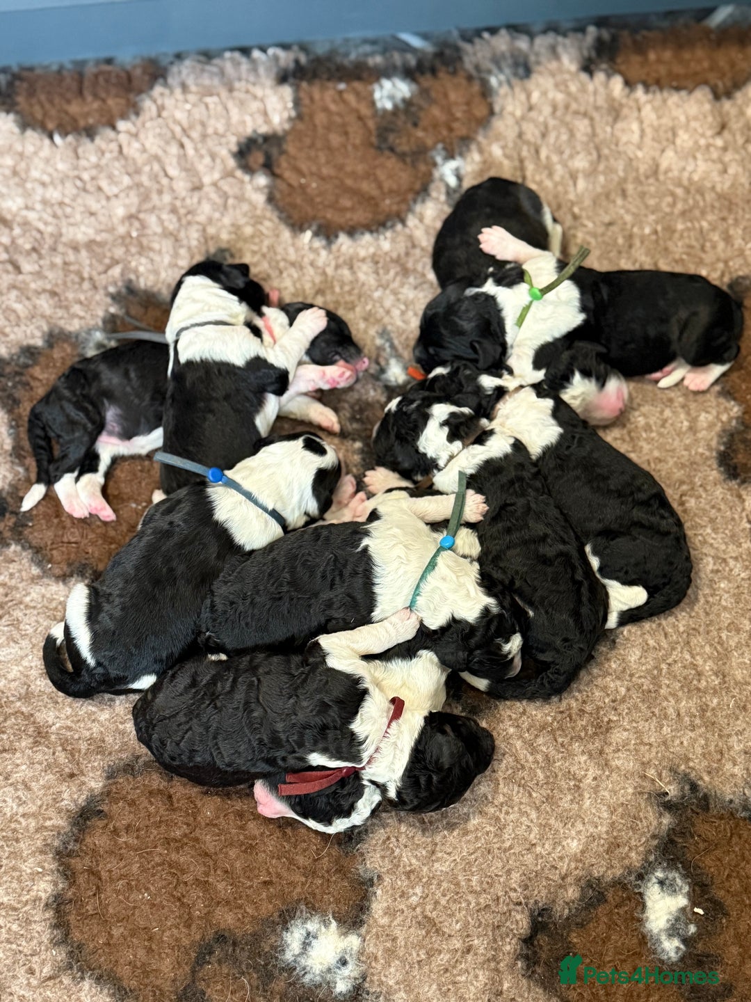 Sheepadoodle dogs for sale: Lovely Litter of F1 Sheepadoodles 5⭐️ license  - Image 3