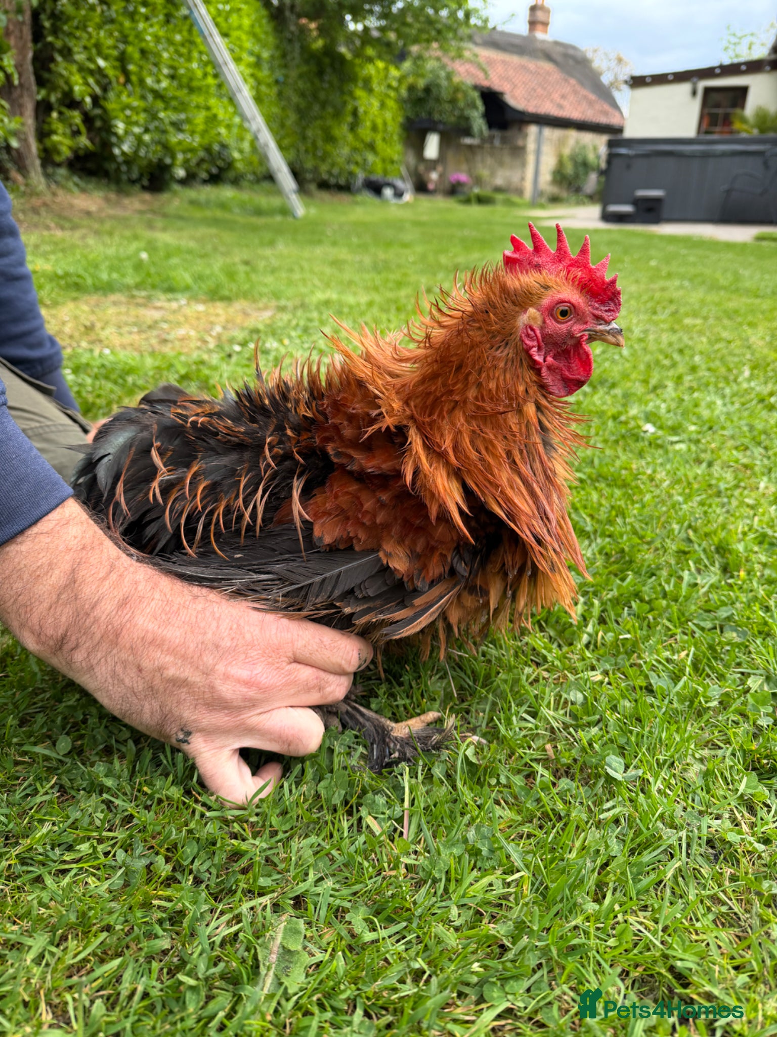 Chickens poultry Rare Frizzle Pekin Cockerel - Advert 17