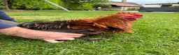Chickens poultry for sale: Rare Frizzle Pekin Cockerel - Advert 1