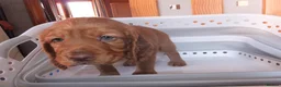Cocker Spaniel dogs for sale: Working Cocker Spaniels - Advert 14