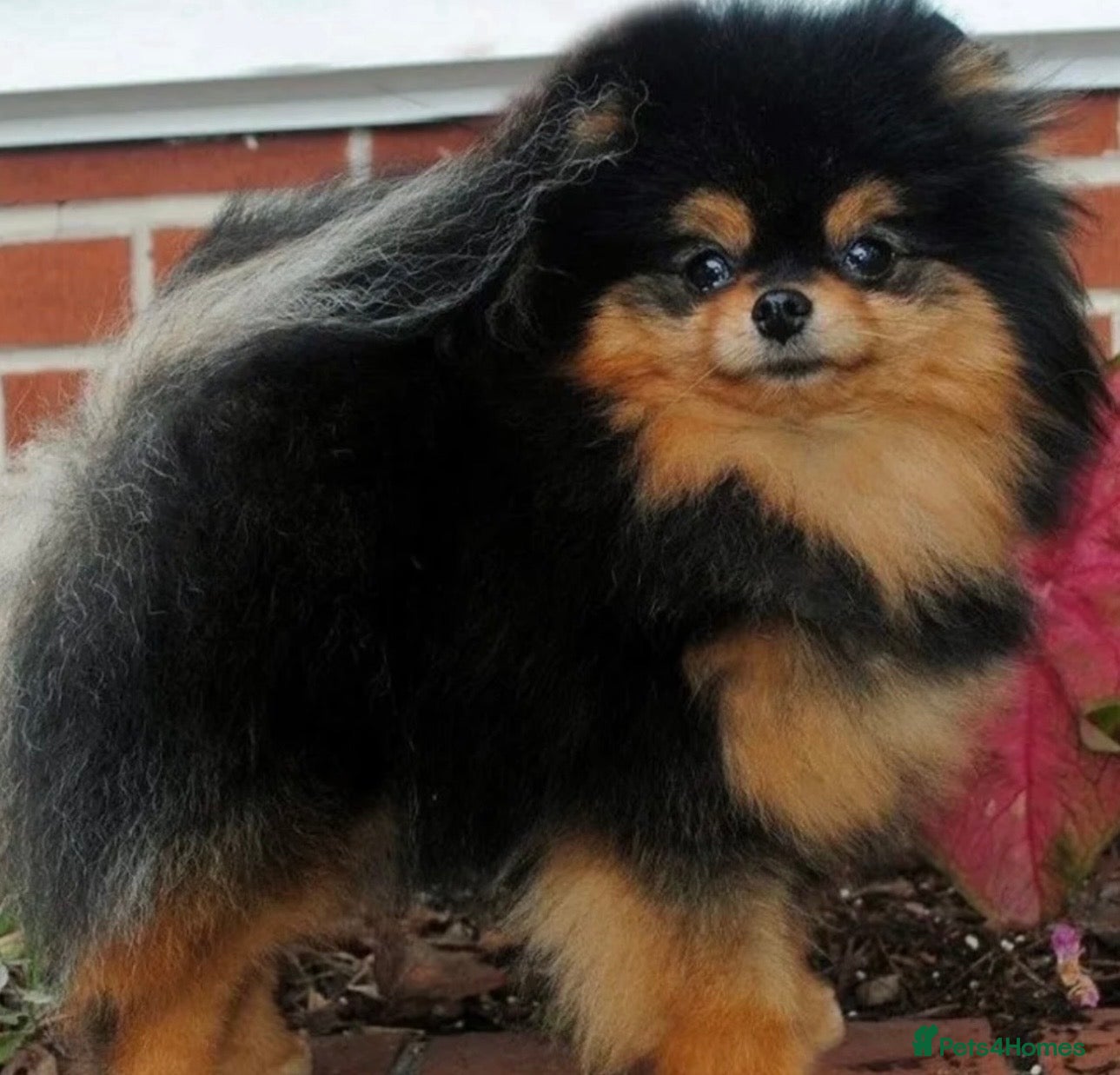 Pomeranian dogs for sale: Russian/Taiwan Pomeranian puppies in Wolverhampton - Advert 2
