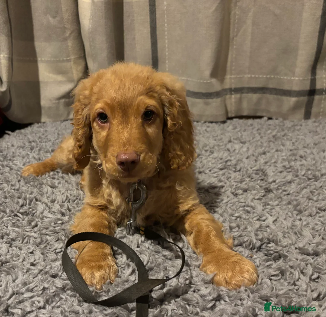 Cockapoo dogs for sale: 🐶8 Beautiful Cockapoo puppies🐶 - Advert 5