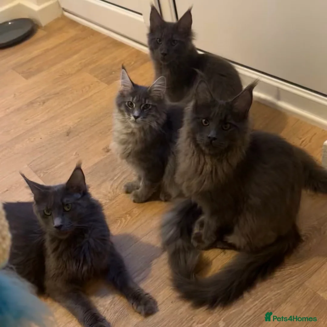 Maine Coon cats for sale: Mainecoone kitten  in Telford - Advert 2