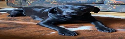 Labrador Retriever dogs for sale: 2 KC Chunky Black Labrador Puppies  - Advert 3
