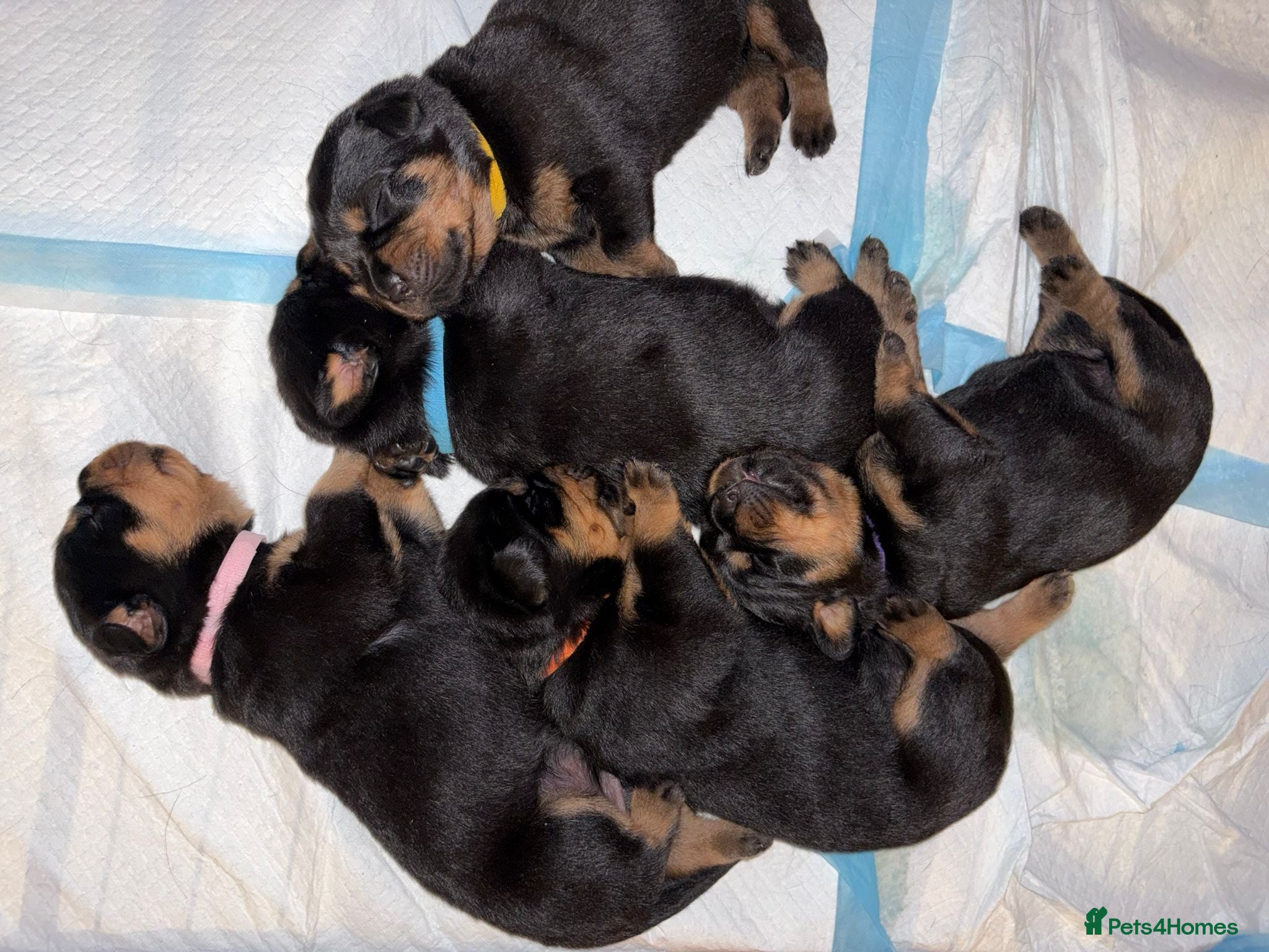 Rottweiler dogs KC Rottweiler puppies  - Advert 4