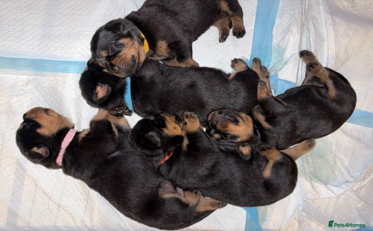 Rottweiler dogs KC Rottweiler puppies  - Advert 2