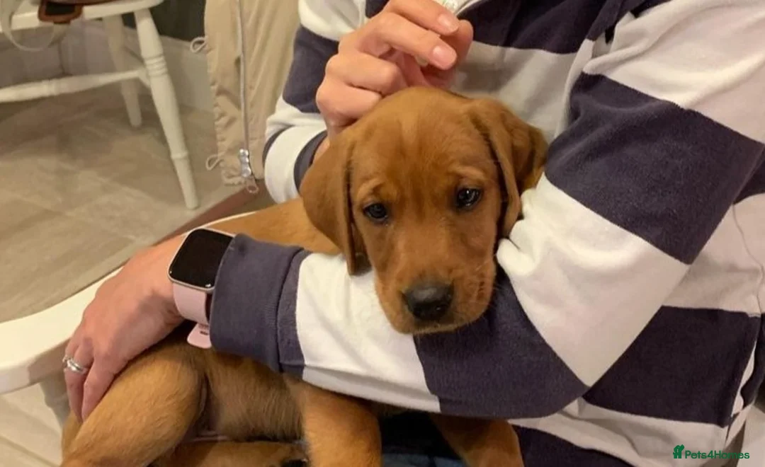 Labrador Retriever dogs for stud: * At Stud KC Health tested Labrador* in Malton - Advert 9