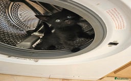Mixed Breed cats for sale: 3 playful kittens  - Image 30
