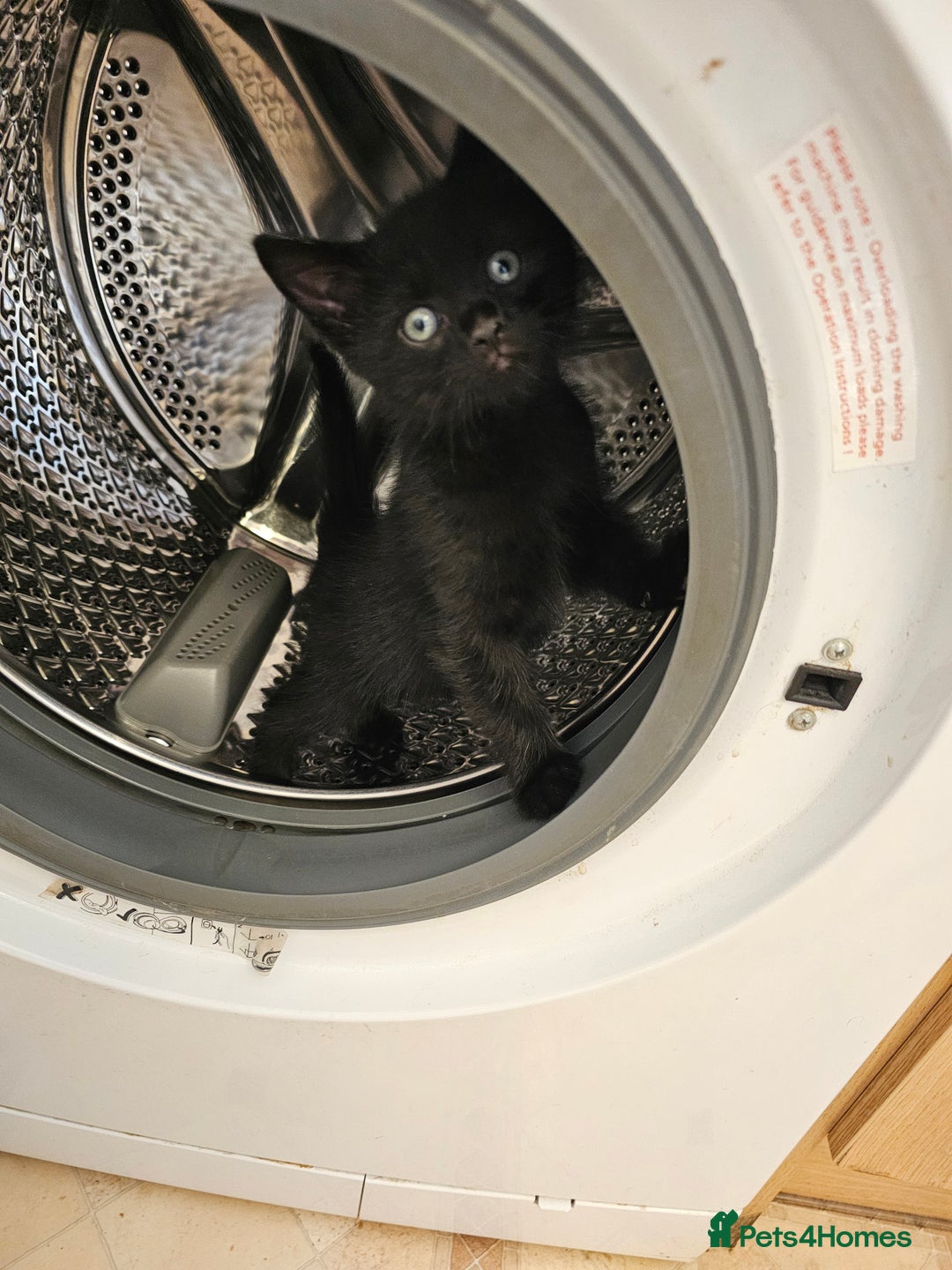 Mixed Breed cats for sale: 3 playful kittens  - Image 30