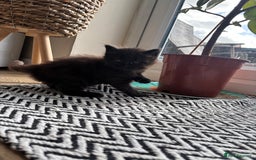 Maine Coon cats for sale: Half Maine coon kittens  - Image 8