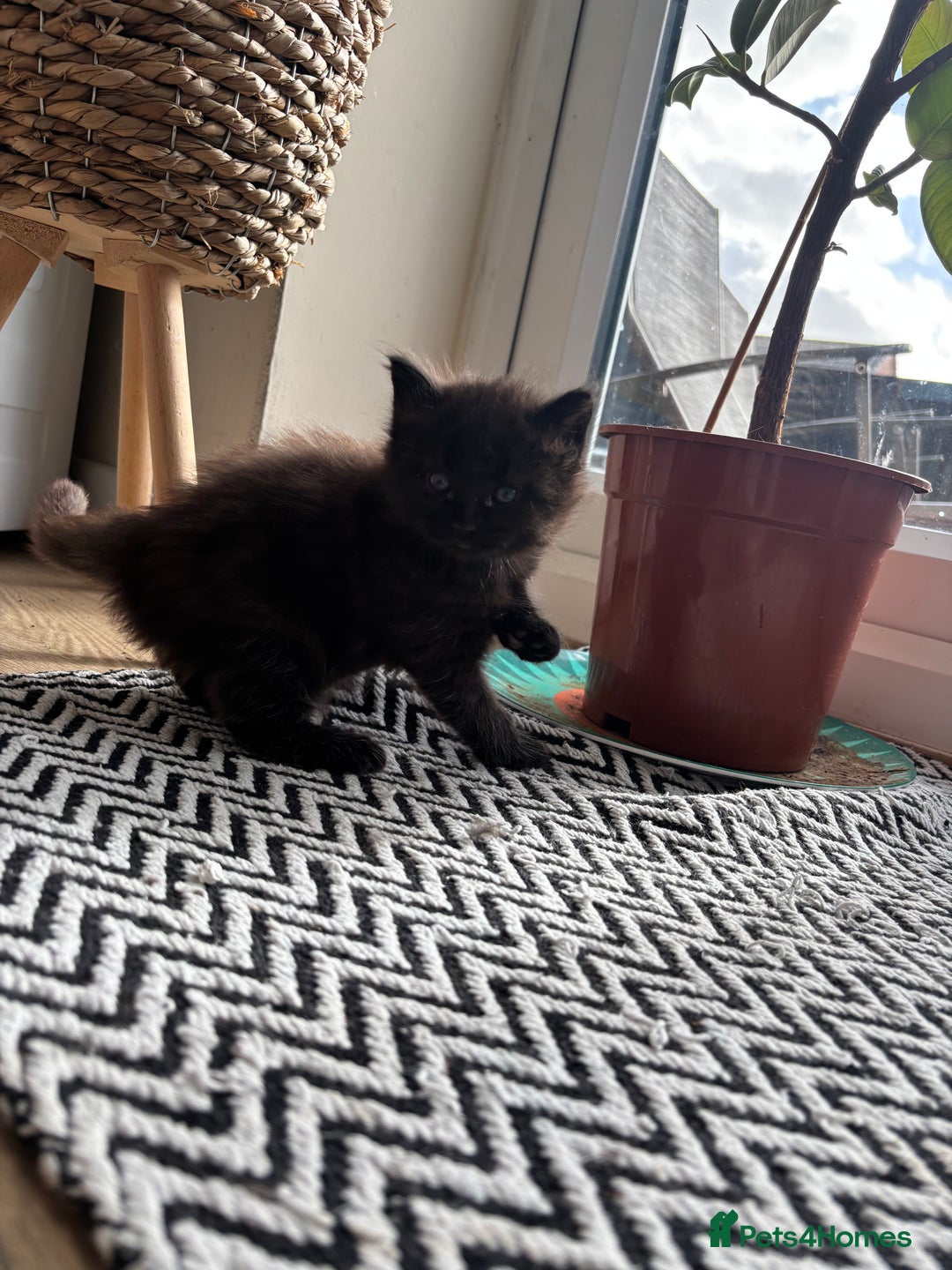 Maine Coon cats for sale: Half Maine coon kittens  - Image 8