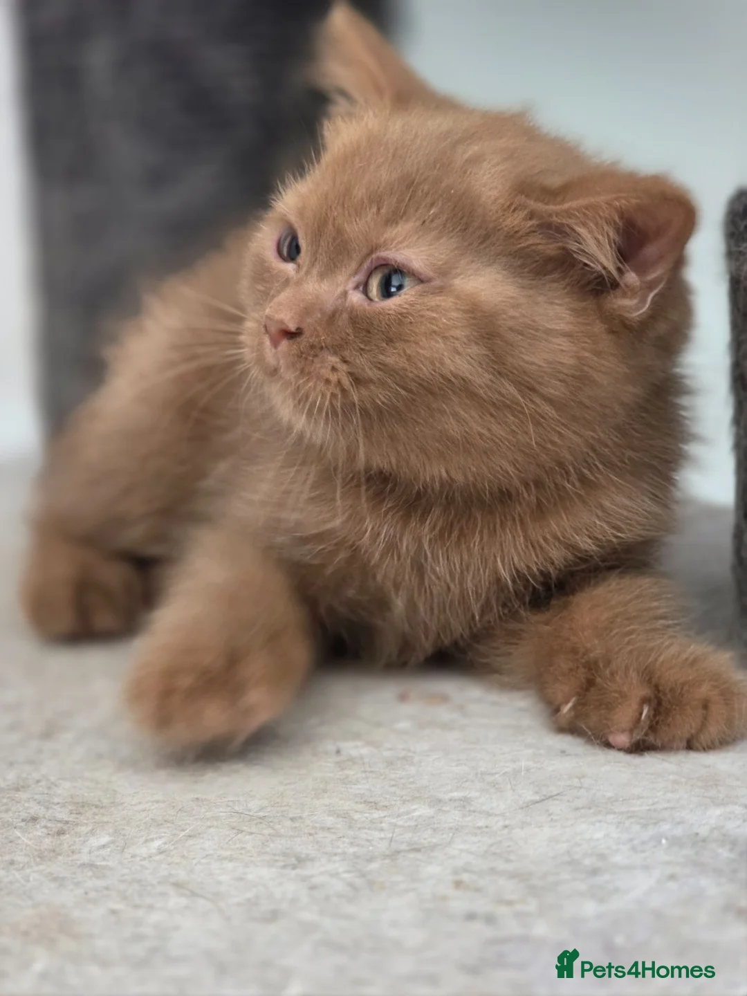 British Shorthair cats for sale: 🐾TICA REG BEAUTIFUL BSH 🐾   - Advert 2